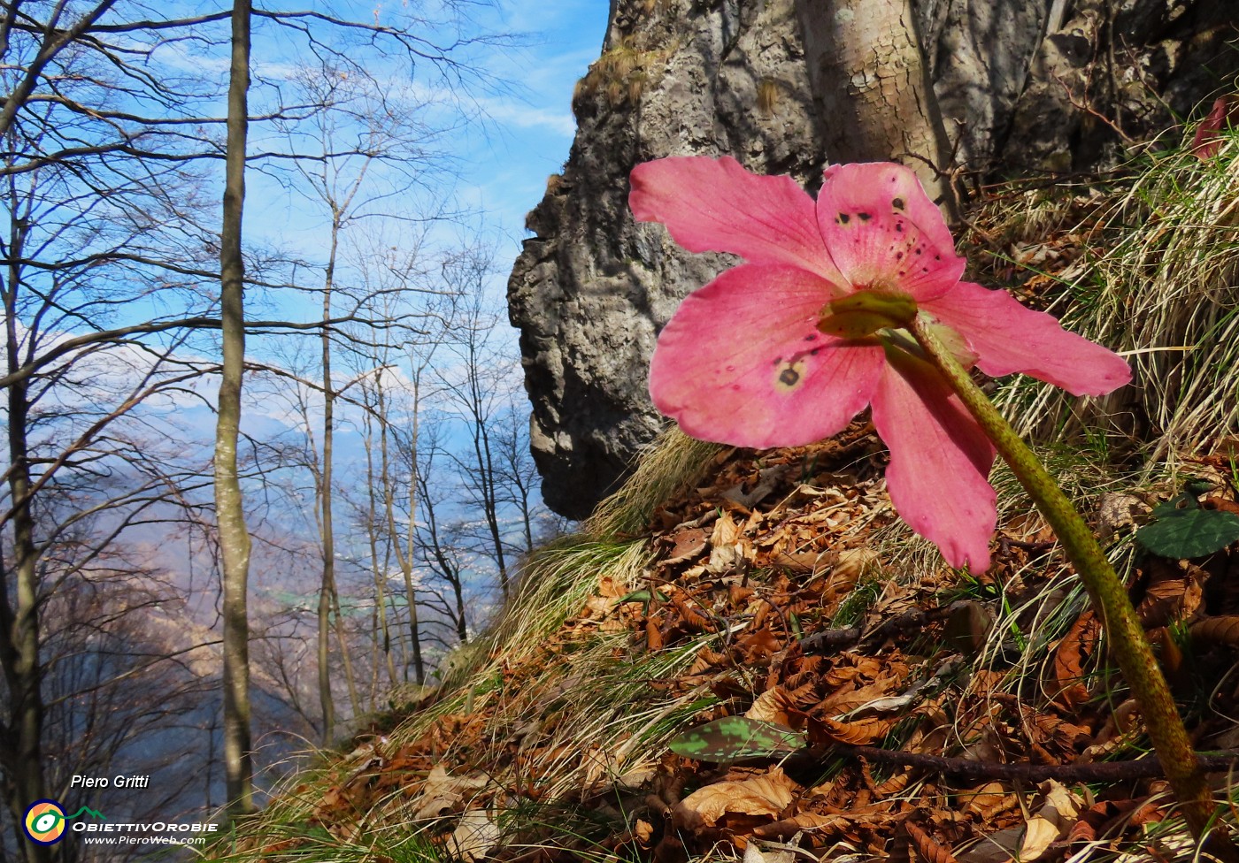 50 Helleborus niger (Ellebori) con pareti rocciose.JPG